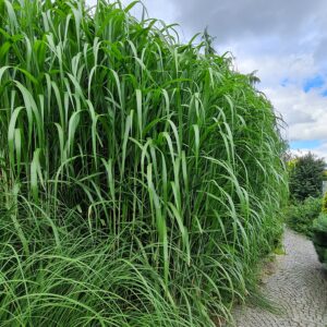 Miskant Olbrzymi (Miscanthus x giganteus)