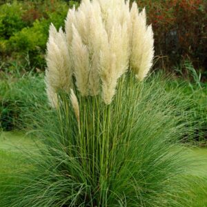 Trawa pampasowa biała – Cortaderia selloana