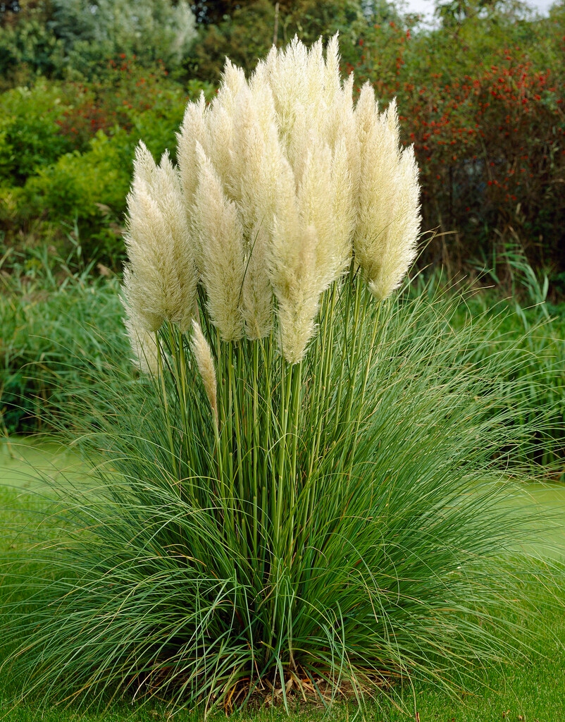 Trawa pampasowa biała – Cortaderia selloana