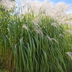 Miskant chiński 'Memory' – Miscanthus sinensis Memory