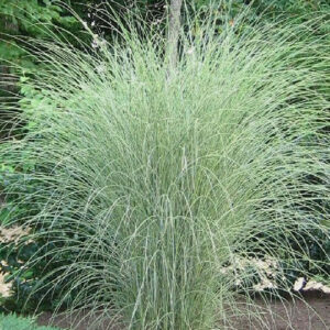 Miskant Morning Light (Miscanthus sinensis)