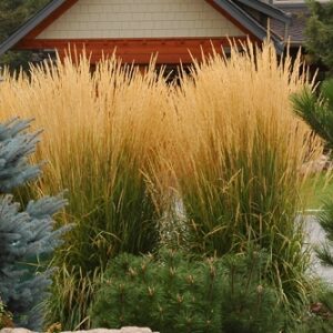 Trzcinnik Karl Foerster (Calamagrostis x acutiflora)